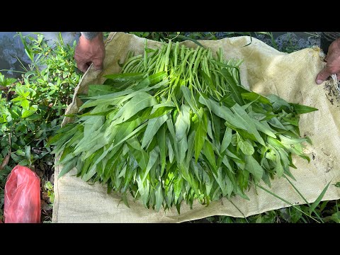 水蕹菜～有草的蔬菜才有靈魂～瓜套袋～就忙一上午