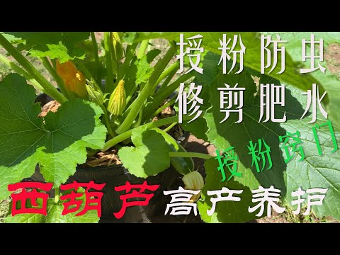 【渔耕笔记】种西葫芦 角瓜种植 |  花期如何授粉、防害虫白粉病、修剪及追肥，做好高产养护