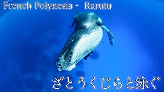 ルルツでザトウクジラと泳いできた！ー　Amazing swim with Humpback wheals♪