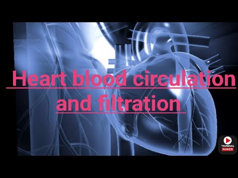 Heart blood circulation and filtration