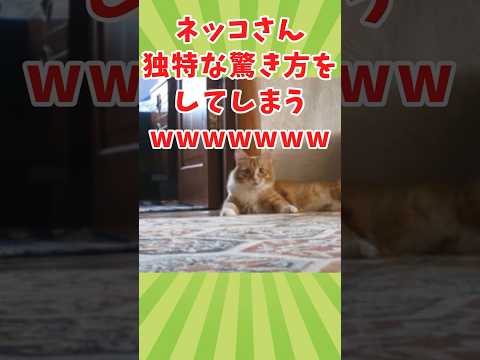 ネッコの動画見てクスッとなったら負けwww　#2ch動物スレ #動物 #猫 #shorts #2ch