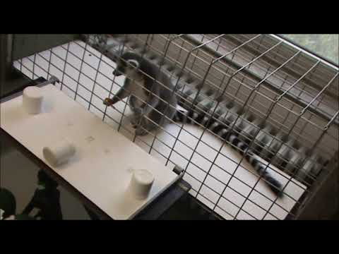 Lemurs performing in the Primate Cognition Test Battery