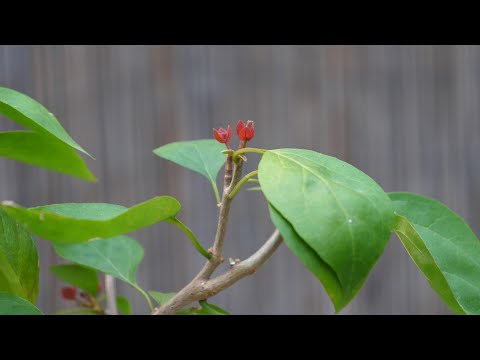 三角梅第二次开花了，原来全靠这杯水’