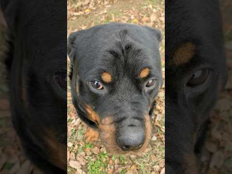 Rottweiler becomes serious when he’s scolded