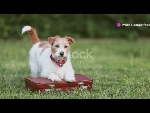 Best Dog Bowls for Sustainable Pet Feeding