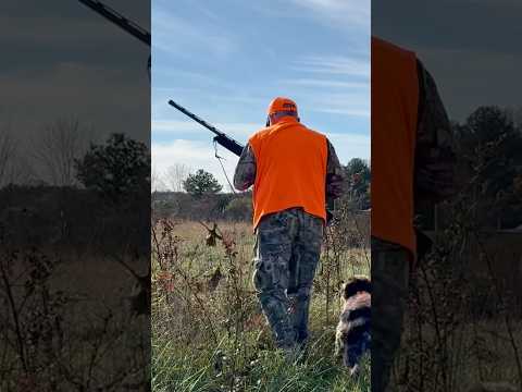 Thrilling flush of bobwhite quail over hunting #wirehairedpointinggriffon