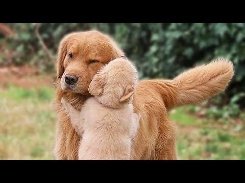 Big Dog and Cute Puppy Compilation NEW