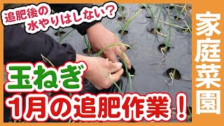 1月玉ねぎ栽培の追肥！追肥後は水やりしない？家庭菜園や農園で使う資材や化成肥料分量を徹底解説！ / Topdressing onions in the vegetable garden in Jan.