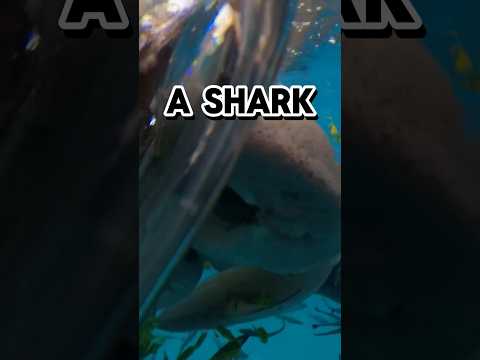 A shark bit me, and I filmed it.