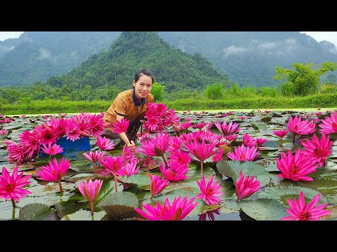 Harvesting 1 million water Lily flower Goes to market sell | Water lily salad | Mai Nha Tranh