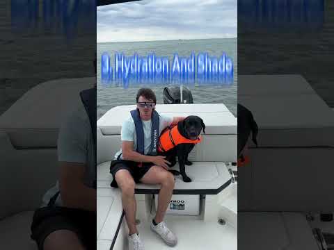 Safe Boating with Your Dog, Part 1 #Shorts #Boat #Dog