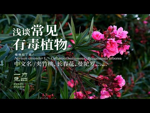 这些花别含嘴上拍照哦，浅谈常见有毒植物