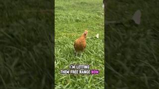 Letting some of our newer birds free range #backyardflock #babyducks #backyard chickens