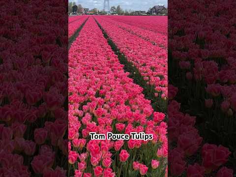 Tom Pouce Tulips #flowers #nature #travel #travelvlog #netherlands #europe #trending #music #piano