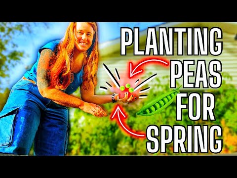 Seeds You Can Plant In The Fall For Early Spring Growing?! Get Ahead In Spring NOW.