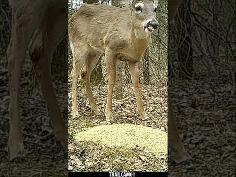 Whitetail Deer Crunches on tasty OATS snack! #wildlife #trailcam #whitetaildeer #asmr