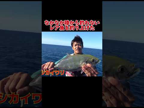 磯の海底までエビ落としたら釣れすぎる#釣り#沖縄#水中釣り