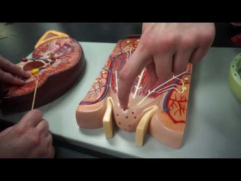 Nephrons' Structure-2.