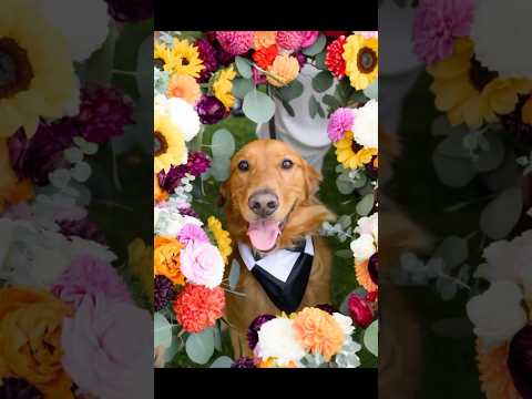 Adorable Dog Becomes the Main Character of this Bridal Party