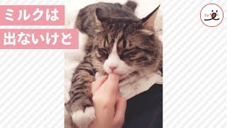 優しい味がするんだニャ!! 飼い主さんの指を一生懸命吸っている猫ちゃん♡【PECO TV】