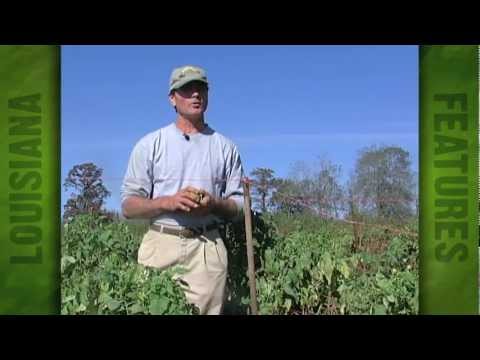 Tomato shortage affecting Charles Glaser's produce farm (2005)