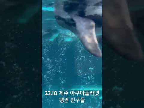 23년 10월 날씨좋은 가을날 제주 아쿠아플라넷 펭귄 수영