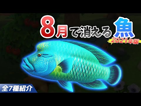 【あつ森】8月で消える魚を全て紹介！魚影や出現時間・条件・値段・釣り方のコツも徹底解説！ナポレオンフィッシュやライギョなどレア魚を効率よく釣る方法【あつまれどうぶつの森　8月魚図鑑コンプリート】