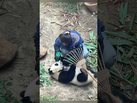 Panda. Doudou snatched the bamboo rake and played with the golden hoop stick. 豆豆は竹熊手を奪って金輪棒で遊んだ。😂😂