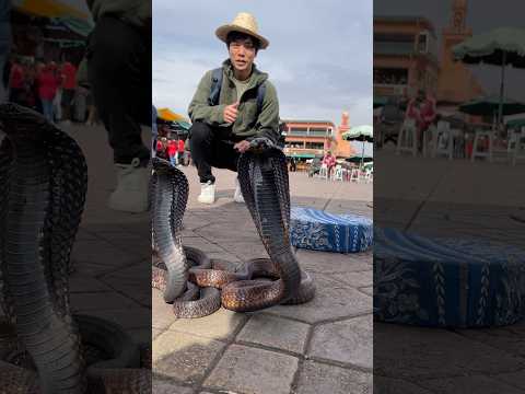 コブラを操るモロッコおじさん🐍🇲🇦 #コブラ #海外旅行 #shorts