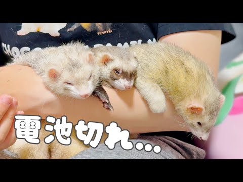 フェレットの発狂&電池切れ【ferret#1706】