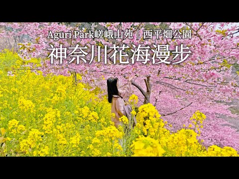 Rapeseed Flowers & Cherry Blossoms｜Nishihirabatake Park、Aguri Park Sagayamaen｜Japan