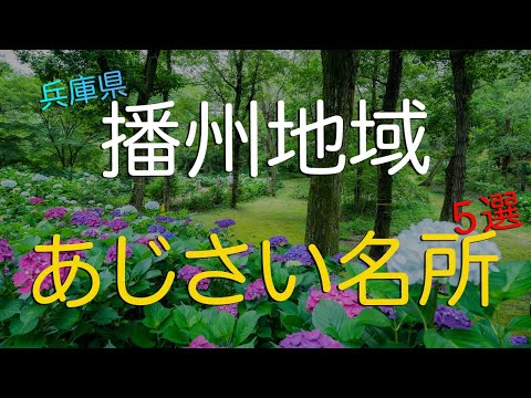 【兵庫のあじさい名所５選】実は穴場は播州（南西部）に集中している/ 紫陽花/ 兵庫観光旅行vlog｜The 5 Best Ajisai (Hydrangea) Spots in Hyogo Japan