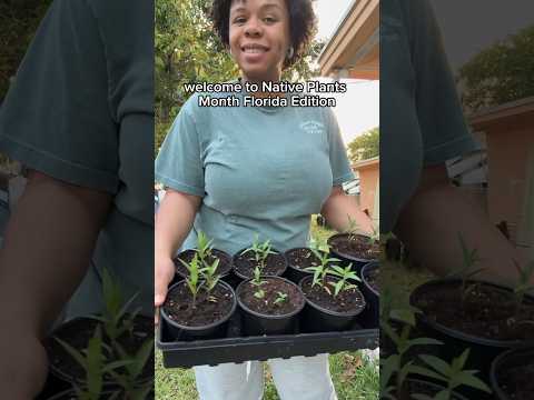 National Native Plant Month KickOff: Swamp Milkweed #swampmilkweed #nativeplants #floridagardening