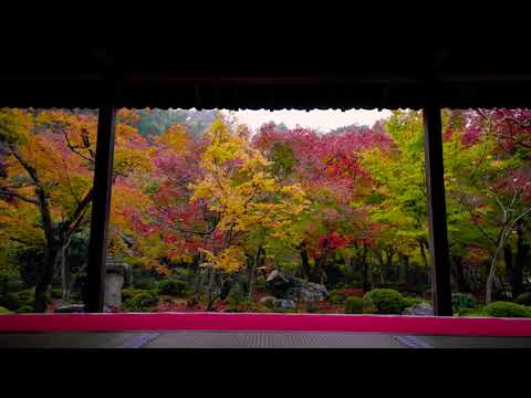 【WEB動画】2019年 盛秋「圓光寺」篇 そうだ 京都、行こう。