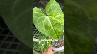 Anthurium Sweet Love Variegated | tropicalhouseplant.com #foliage #indoorplants #garden #plantsale