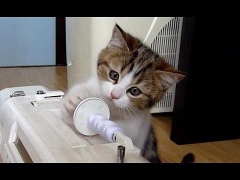 Cute Kitten and a sewing machine