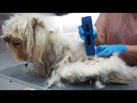 Shaving a Dog in Very Bad Condition... *Muzzle Was Necessary*