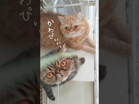 ひそひそ話しする猫#猫動画 #エキゾチックショートヘア #ねこ