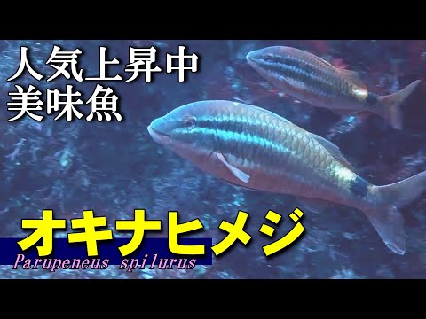 【 オキナヒメジ 】グルメ髭センサーを持つ隠れた美味魚　Parupeneus spilurus