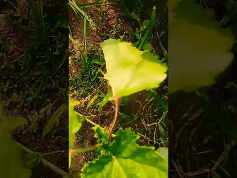 #farmingshorts #Bhendakaya #gardeningshorts #harvestvideos #Bmmultitasks