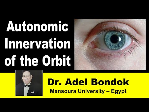 Autonomic Innervation of the Orbit, Dr Adel Bondok