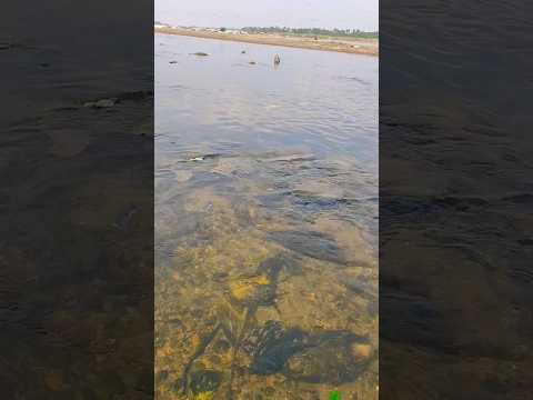 #river #native #trending #viral #shortsfeed #ytshorts #tamil #shortsindia #yt #shortsviral