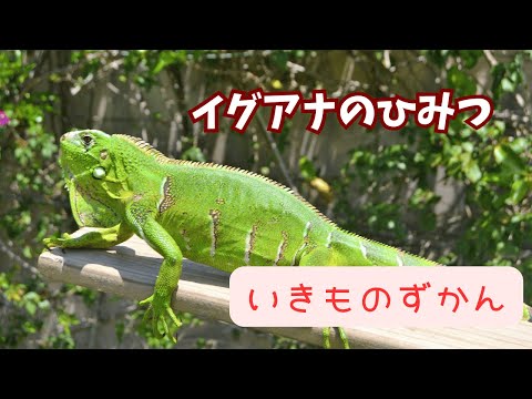 【いきものずかん】イグアナのひみつ