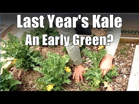 Last Year's Kale for Early Greens?