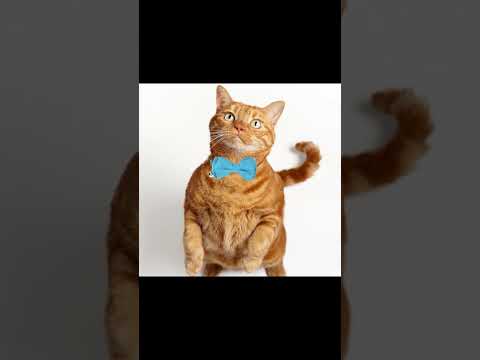 2 Pcs Boy Cat Collar with Bell Breakaway Cat Collars Cute Kitten Bow Tie Collar Adjustable Puppy