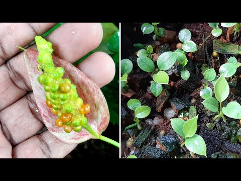 Anthurium plant care how to plant anthurium seeds #learngardening