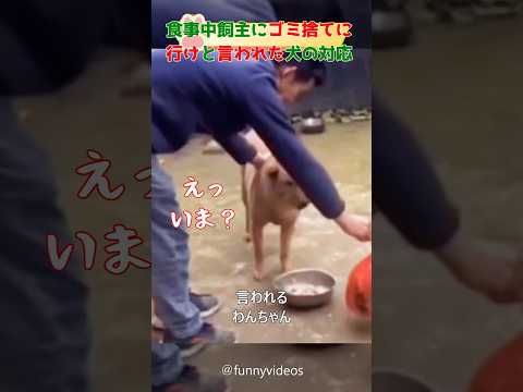 食事中飼主にゴミを捨てに行けと言われた犬の対応#dog#shorts#clever #犬#funny #おもしろ