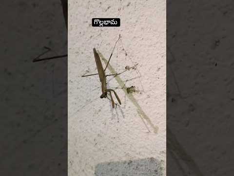 గొల్లభామ | Mantis Insect #insect #shorts