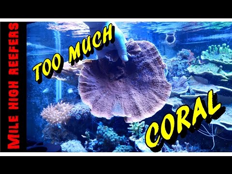 Fragging Montipora and Quick Update (Reef Vlog)