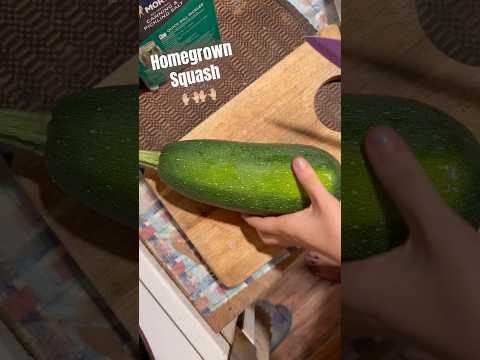 Today on the Homestead: Slicing Fresh Zucchini Spaghetti Squash Hybrid | Garden Fresh Goods  #Shorts